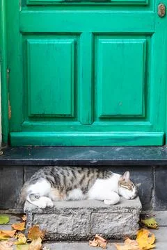 Tired sleeping cat lying in front of home door. Foto stock
