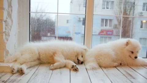 Tired sleeping samoyed puppies lying on the floor Stock Footage 83983585