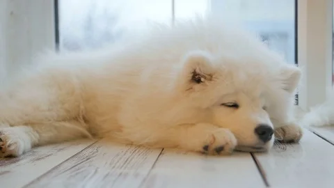Tired sleeping samoyed puppy lying on the floor Видео 83984202