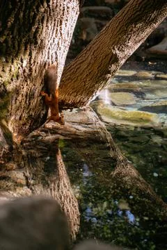 Tired squirrel lying down on the branch. drinking water Stock Photos
