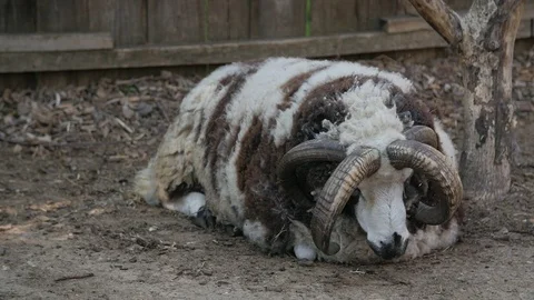 Tired St. Jacobs sheep lying on the ground in the Zoo. Slow motion Видео 107628030