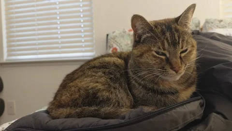 Tired Tabby Cat Resting on a Gray Puffy Jacket Indoors Stock Footage 329127459