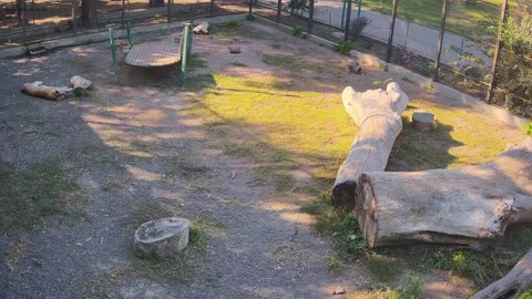 Tired tiger fell asleep in the shade Stock Footage 162732953