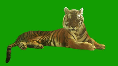 Tired tiger lying on green screen. Stock Footage 32724271