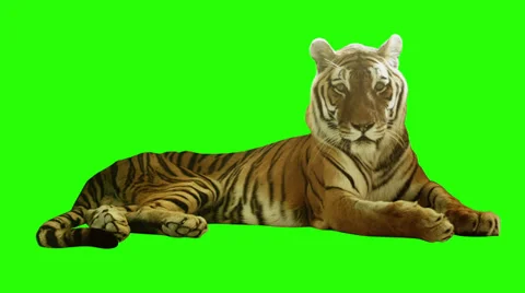 Tired tiger lying on green screen. Stock Footage