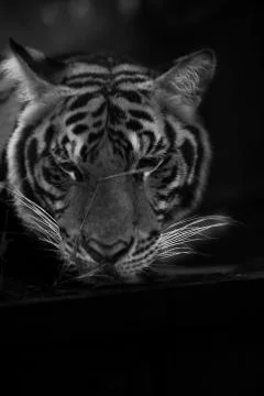 Tired Tiger Stock Photos