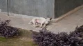 Tired white little dog fall asleep beside shelter building wall 4k or 4k+ Resolution