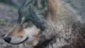 Tired Wolf extreme Close Up 1/2 6454 HD Footage