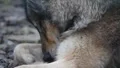 Tired Wolf extreme Close Up 2/2 6454 HD Footage