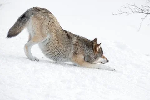 Tired wolf stretching Stock Photos