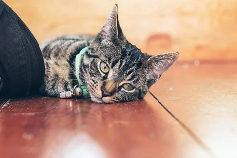 Tired young tabby cat lying on wooden floor in house. Stock Photos