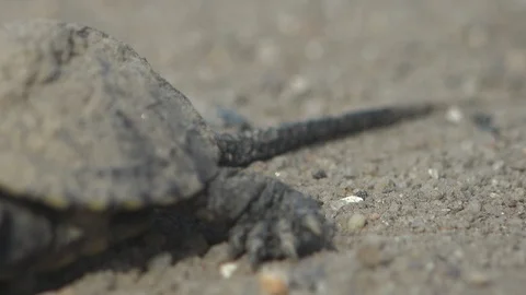 Tired young turtle, after crawling out of an egg, dies in summer sun. Macro Stock Footage 120174790