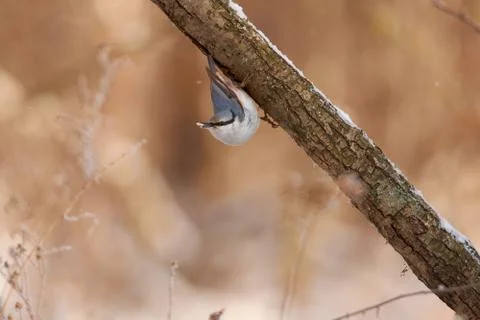 Tireless forest hunter, eurasian nuthatch, hanging on a branch upside down wi Stock Photos