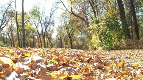 Tires through Leaves Vídeo Stock 12615115