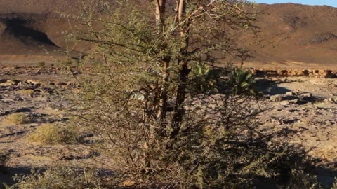 Tissint desert Stock Footage 138631868