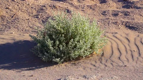 Tissint desert Stock Footage 138631877