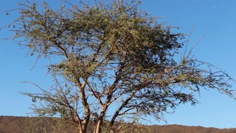 Tissint desert Stock Footage 138631962