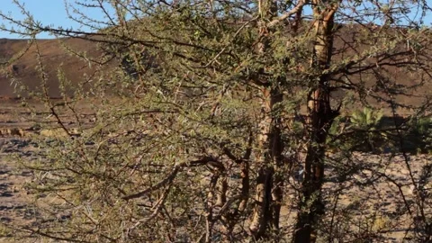 Tissint desert Stock Footage 138632006