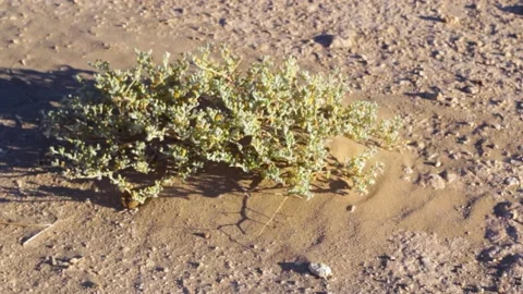 Tissint desert Stock Footage 138632031