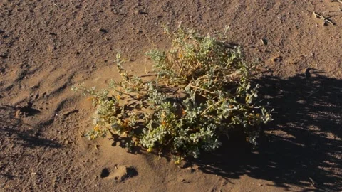 Tissint desert Stock Footage 138632109