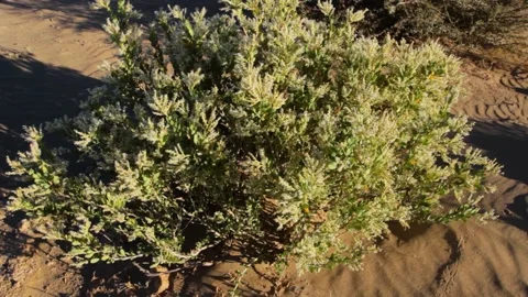 Tissint desert Stock Footage 138632206