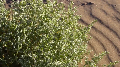 Tissint desert Stock Footage 138632455