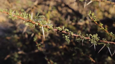 Tissint desert Stock Footage 138632479