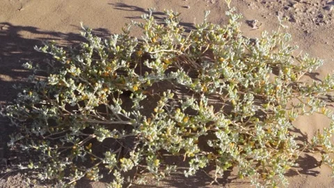 Tissint desert Stock Footage 138632499