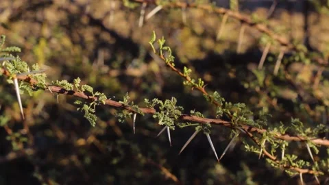 Tissint desert Stock Footage 138632507
