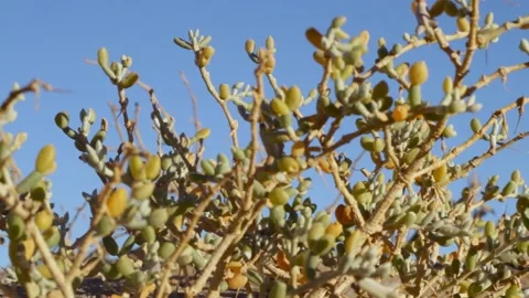Tissint desert Stock Footage 138632665