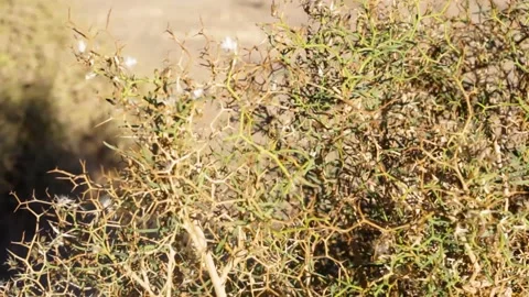 Tissint desert Stock Footage 138632690