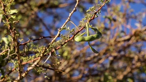 Tissint desert Stock Footage 138632870