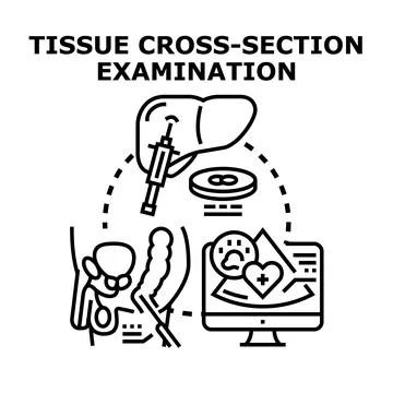 Tissue cross section examination and medical diagnostics concept 스톡 일러스트