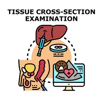 Tissue cross section examination and medical diagnostics concept Stock Illustration