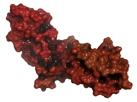 Tissue factor (tf, extracellular part) protein. essential in extrinsic pathwa Stock Illustration