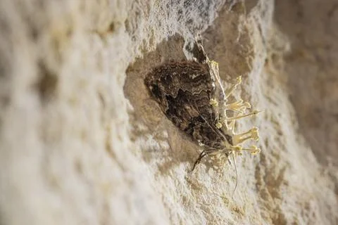 Tissue moth infected by mycelium of parasitic fungus with fruiting bodies Photos