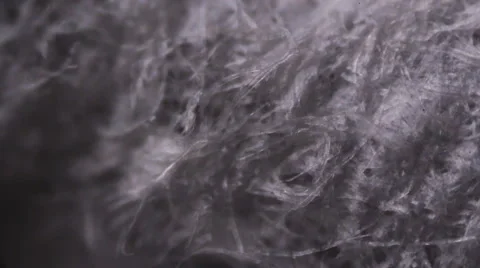 Tissue paper fibers under the microscope Stock Footage 62449975