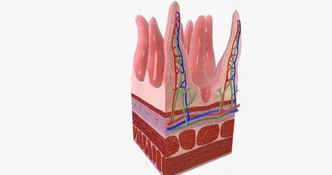The tissue of the small intestine is responsible for absorbing nutrients fr.. Stock Illustration