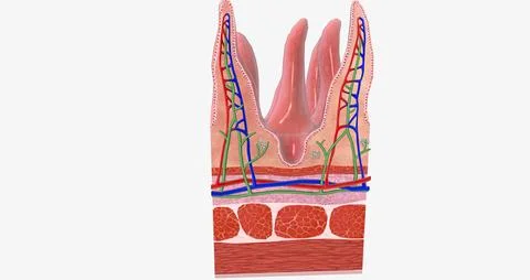 The tissue of the small intestine is responsible for absorbing nutrients fr.. Stock Illustration