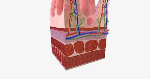 The tissue of the small intestine is responsible for absorbing nutrients fr.. Stock Illustration