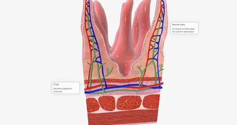 The tissue of the small intestine is responsible for absorbing nutrients fr.. Stock Illustration