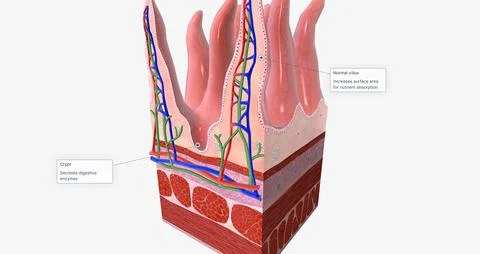 The tissue of the small intestine is responsible for absorbing nutrients fr.. Stock Illustration