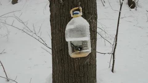 Tit and big plastic bottle used as feeder for birds in winter. Stock Footage 147500086