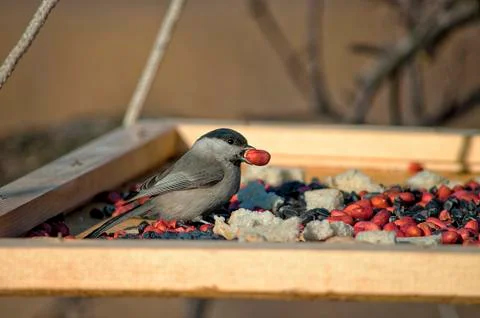 Tit and peanut Stock Photos
