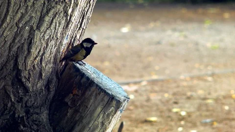 Tit arrived in its nest Video stock 112392257