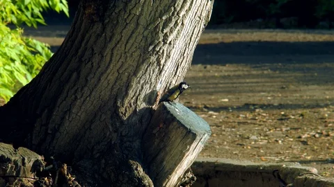 Tit arrived in its nest Video stock 112392307