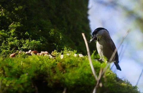 Tit back Stock Photos