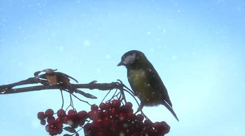 Tit. Bird on a branch of rowan on a background the winter sky. Video stock 56625309
