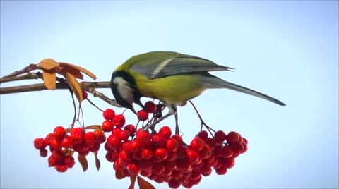 Tit. Bird on a branch of rowan. Video stock 56772765