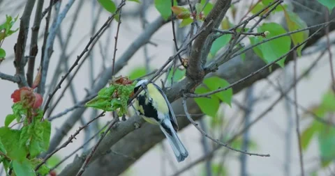 Tit bird close up Stock Footage 130593241